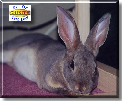 Chester, the Pet of the Day