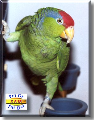 Sam, the Pet of the Day