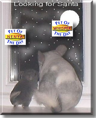 Whisper, Nenya, the Pet of the Day