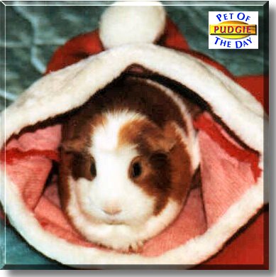 Pudgie, the Pet of the Day