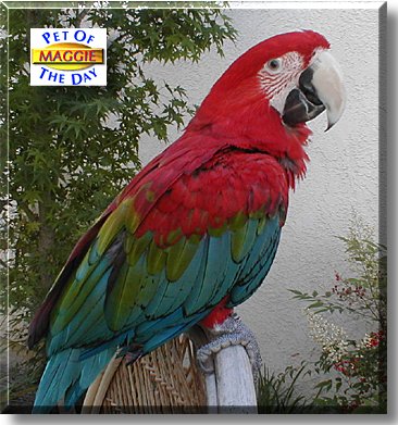 Maggie, the Pet of the Day