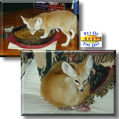 Baby, the Pet of the Day