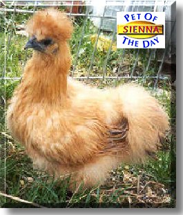 Sienna, the Pet of the Day