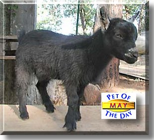May Flowers, the Pet of the Day