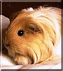 Muffin