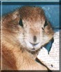 Terkina