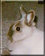 Bonnie