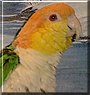 Tangelo