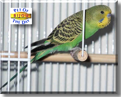 Bijou, the Pet of the Day