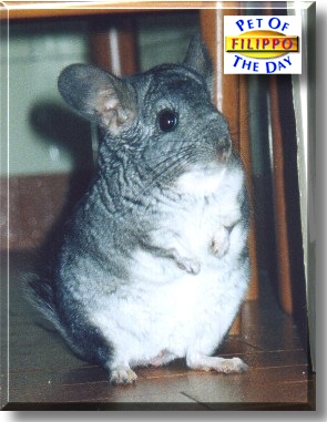 Filippo, the Pet of the Day