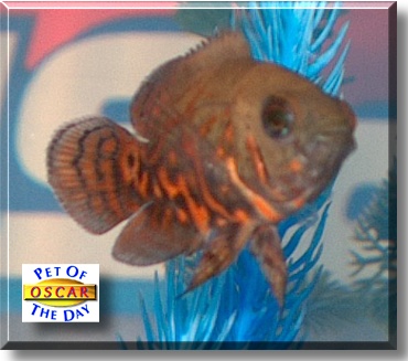 Oscar, the Pet of the Day