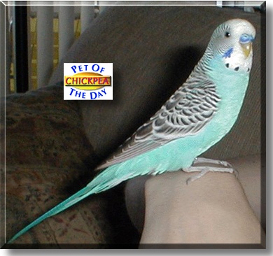 Chickpea, the Pet of the Day