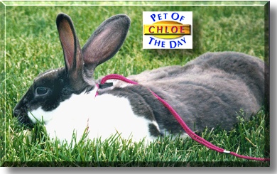 Chloe, the Pet of the Day