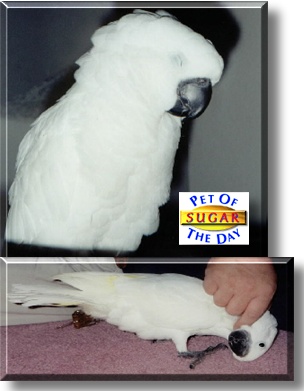 Sugar, the Pet of the Day
