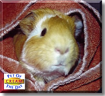 Cream, the Pet of the Day
