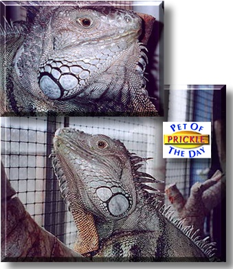 Prickle, the Pet of the Day