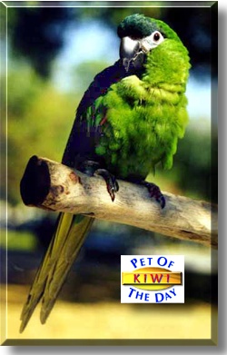 Kiwi, the Pet of the Day