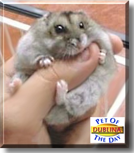 Dublina, the Pet of the Day