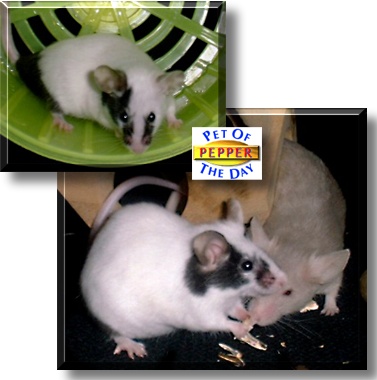 Pepper, the Pet of the Day