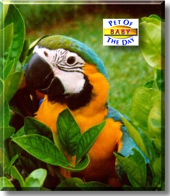 Baby, the Pet of the Day