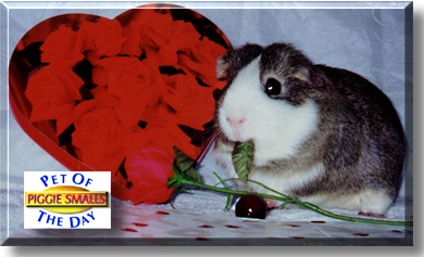Piggie Smalls, the Pet of the Day