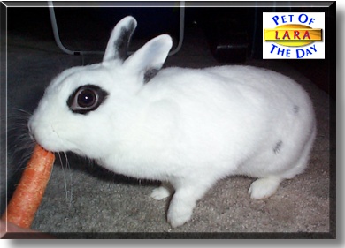 Lara, the Pet of the Day