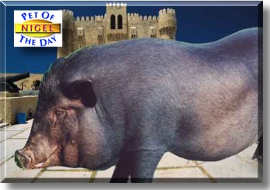 Nigel, the Pet of the Day