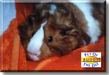 Buddy, the Pet of the Day