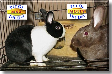 Max and Molly, the Pets of the Day