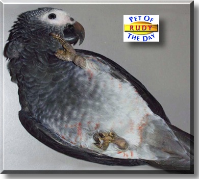 Rudy, the Pet of the Day