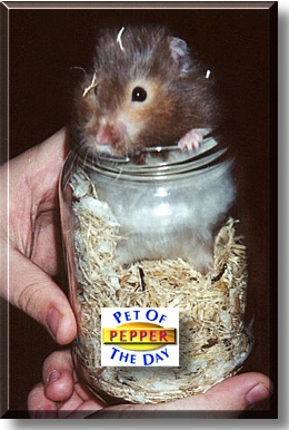 Pepper, the Pet of the Day
