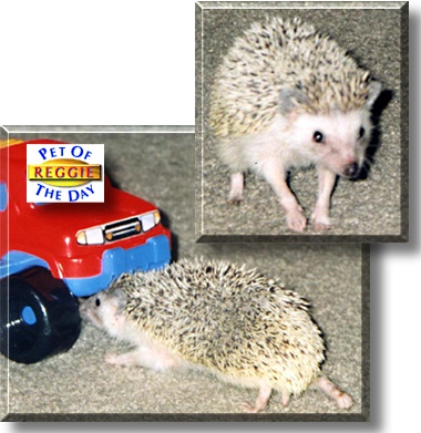 Reggie, the Pet of the Day