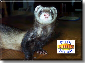 Nibbler, the Pet of the Day