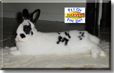 Harvey, the Pet of the Day