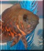 Oscar