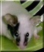 Pepper