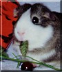 Piggie Smalls