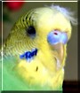 Chomel