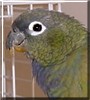 Kico