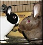 Max, Molly
