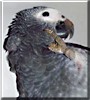 Rudy