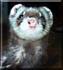 Nibbler