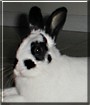 Harvey