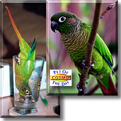 Cosmo, the Pet of the Day