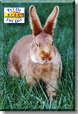 Reba, the Pet of the Day
