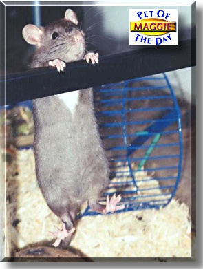 Maggie, the Pet of the Day