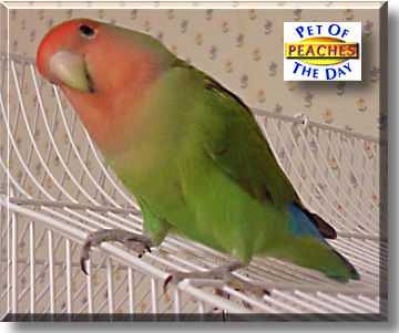 Peaches, the Pet of the Day