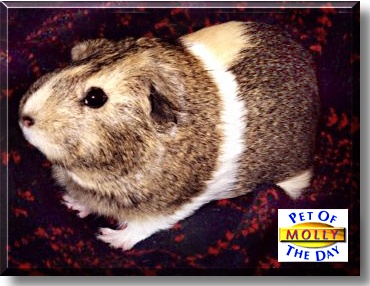 Molly, the Pet of the Day