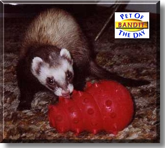 Bandit, the Pet of the Day