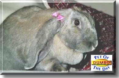 Dumbo, the Pet of the Day